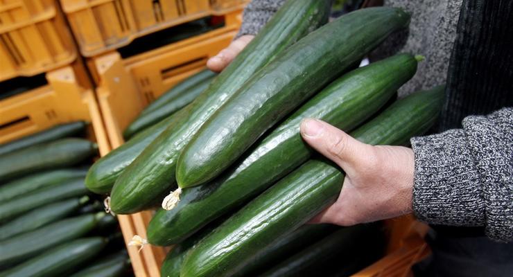 В Україні зростають ціни на огірки: Скільки коштує кілограм