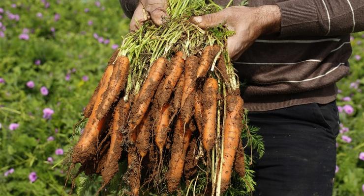 В Украине изменились цены на морковь: эксперты назвали причину