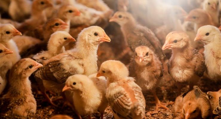 Определитель пола цыплят и собиратель червей: какую экзотическую работу предлагают в Польше