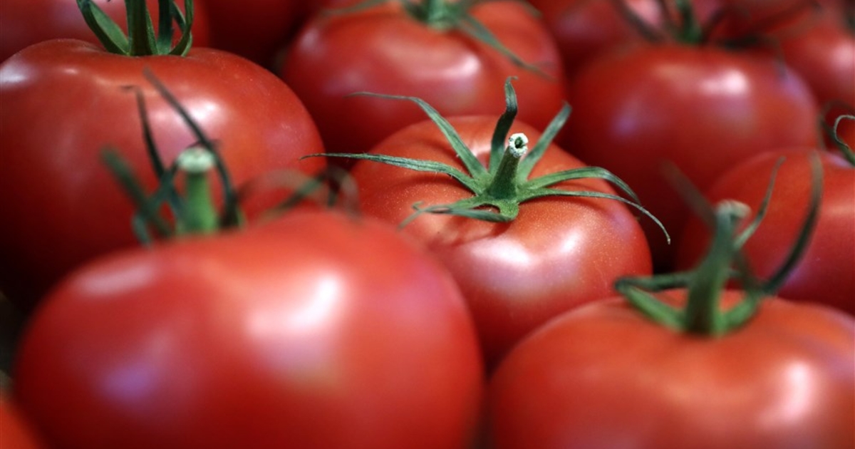 альбенга томат. помидоры мексика. томат мексиканский розовый руфуса. помидоры в мексике. томат мексиканец.