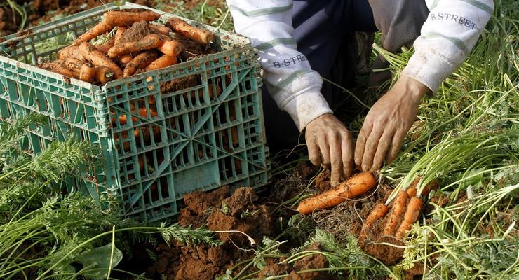 Морковь в Украине дорожает третью неделю подряд: что будет с ценами далее