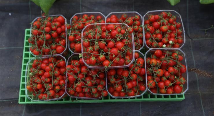 В Украине взлетели цены на импортные томаты: эксперты назвали причину подорожания