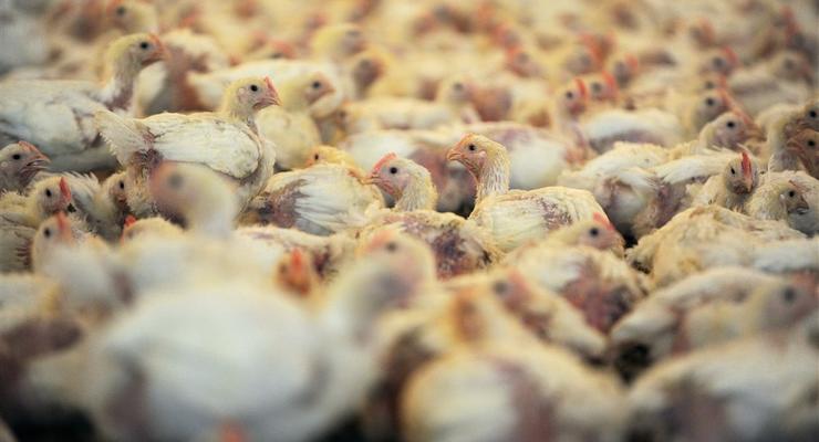 В Украине прогнозируется рост производства мяса птицы - ИАЭ