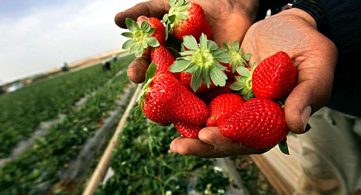 В Украине начался сезон клубники открытого грунта: какие цены на ягоду