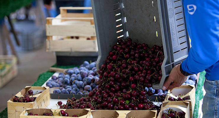В Україні розпочався сезон продажу черешні: які ціни на ягоду