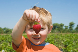 Цены на клубнику резко пошли вниз: сколько заплатим за ягоду
