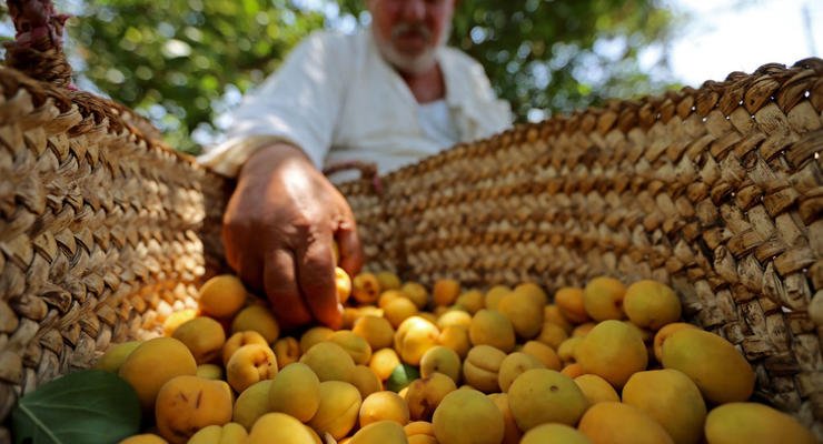 Цены на смородину и абрикосы в Украине: сколько заплатим за килограмм