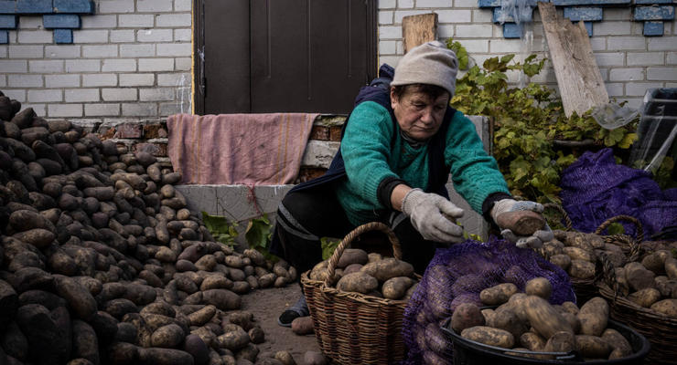 Цены на картофель в Украине пошли на спад: эксперты назвали причину