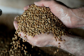 В МВФ спрогнозували ріст цін на зерно