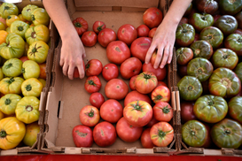 Цены стремительно снижаются: какой популярный салатный овощ продолжает дешеветь