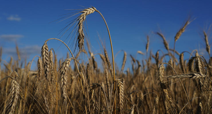 Запрет на импорт зерна: Украина подала иски против Польши, Словакии и Венгрии