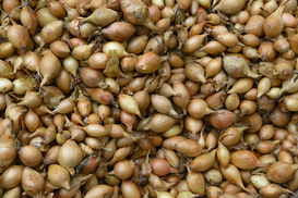 В Украине переписали цены на лук: сколько стоит