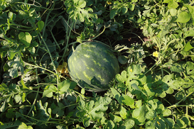 Сезон завершился, а цены выросли: сколько стоят арбузы в Украине