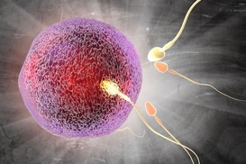 Чому варто віддати перевагу процедурі ЕКЗ?
