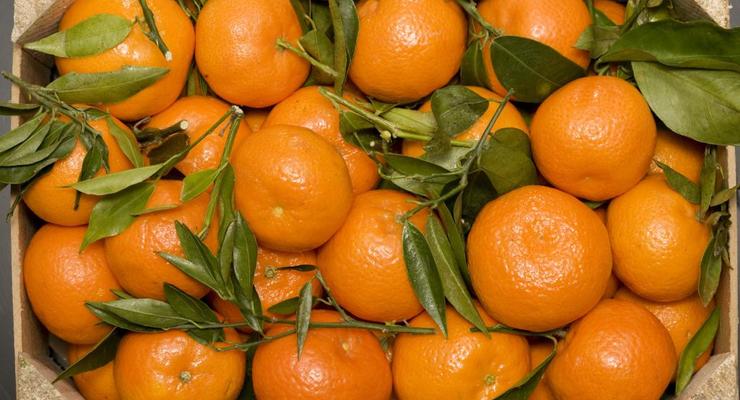 Небезпечні цитрусові: в Україну потрапили мандарини з пестицидами