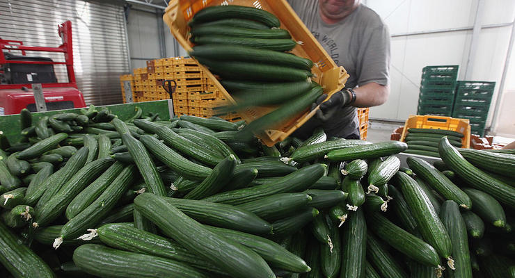 Зростання цін на огірки в Україні триває: скільки коштує кілограм