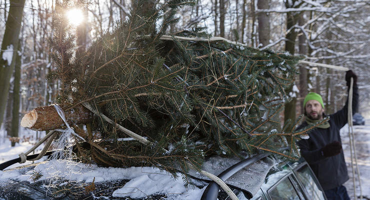 Штрафы за незаконную вырубку елок: какая ответственность ждет украинцев