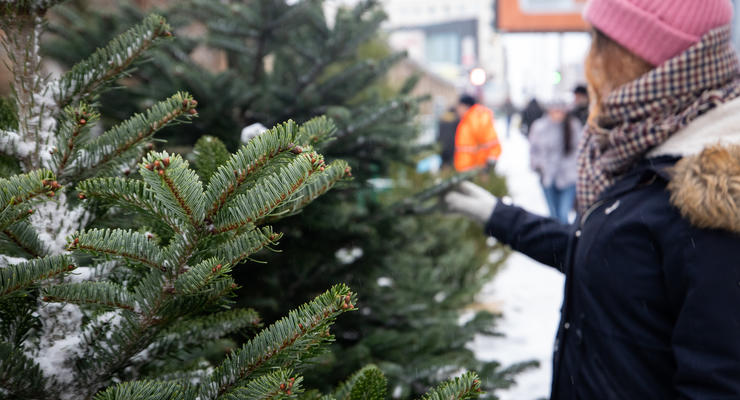 Продажа елок в Украине: как отличить официальные ярмарки от незаконных