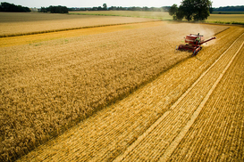 Аграрии получили рекордную урожайность за всю историю Украины - Минагрополитики