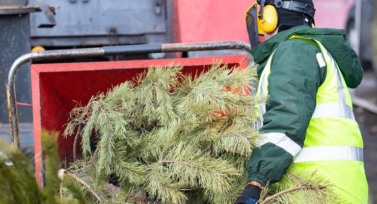 У Києві запрацювали 44 пункти прийому ялинок: де можна здати новорічне дерево