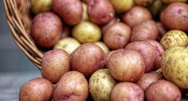 Картофель продолжает дорожать: украинцев предупредили о дальнейшем росте цен