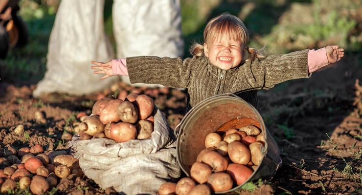 Впервые с октября: цены на картофель в Украине наконец-то двинулись вниз