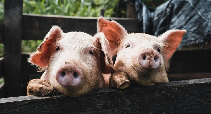 Украина объединяет усилия по борьбе с африканской чумой свиней с международными партнерами