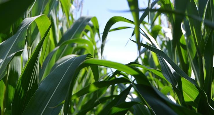 Украинским фермерам бесплатно раздадут семена кукурузы
