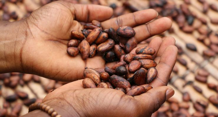 Шоколад может подорожать из-за роста стоимости какао-бобов