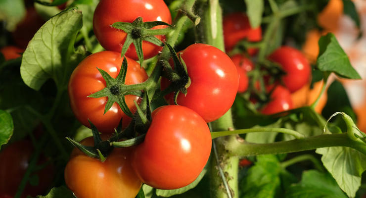 В Украине переписали цены на тепличные томаты: сколько стоит салатный овощ