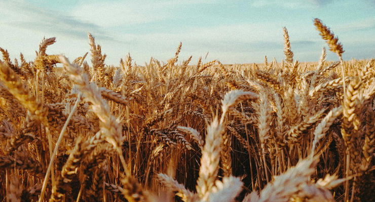 Експорт українського зерна та зернобобових склав майже 42 млн тонн