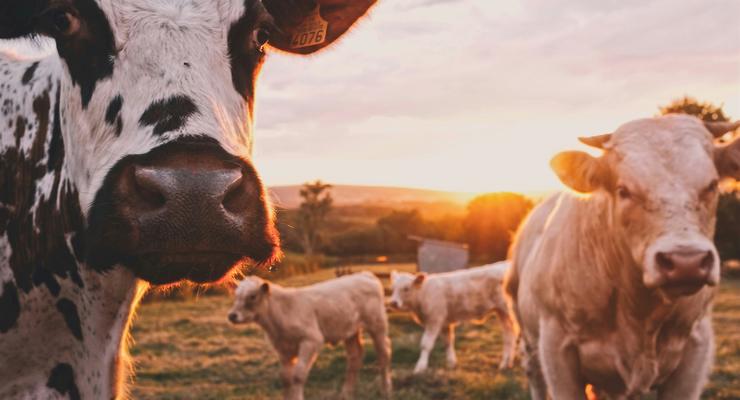 Агропідприємства планують наростити поголів'я корів – експерт