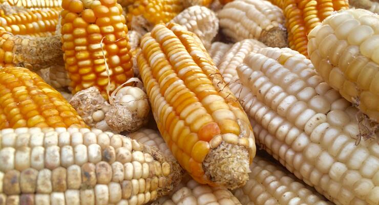У США прогнозують суттєве скорочення виробництва та експорту українських зернових