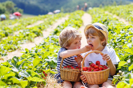 В Украине резко подорожала популярная ягода: что повлияло на цены