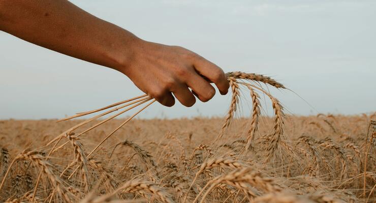 На Росію чекає неврожай пшениці