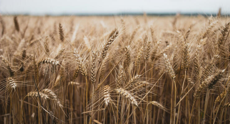 Урожай 2024: эксперты подсчитали, сколько зерновых и масличных удастся собрать украинским аграриям