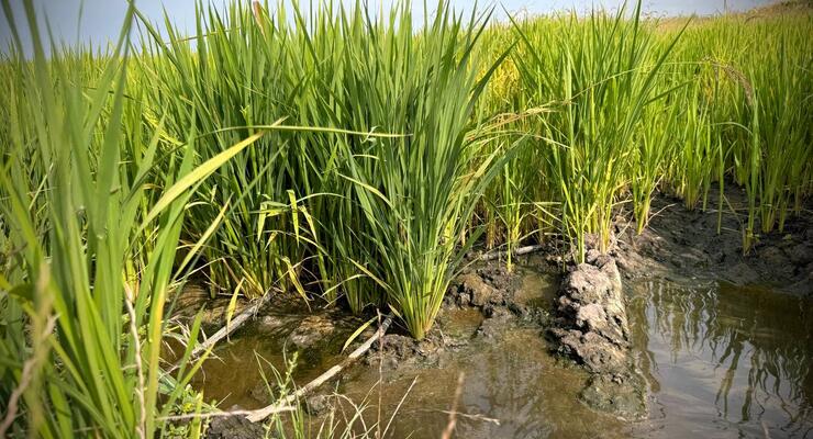 На півночі Одеської області почали вирощувати рис