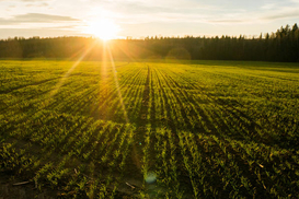 Кабмин увеличил размер компенсации для фермеров, которые будут разминировать сельхозземли