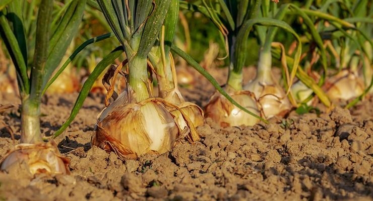 Ілюстративне фото / pixabay.com