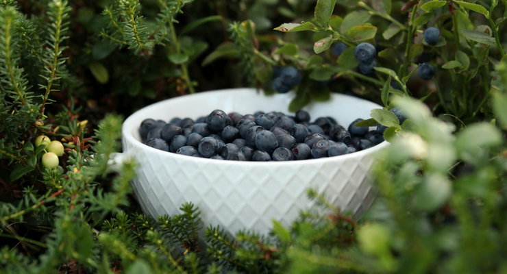  Elisa / unsplash.com