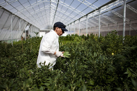 Медицинский каннабис: Кабмин определил сроки для получения квот в 2025 году