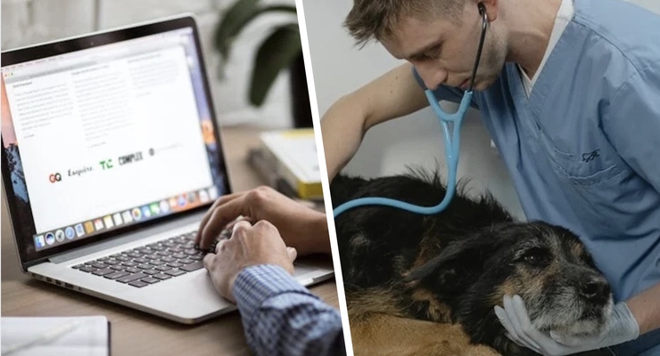 У реєстрі вже можуть авторизуватись державні та приватні ветеринарні установи / Колаж: Dengi.ua