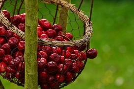 Популярная ягода в этом году будет дороже: что влияет на цены