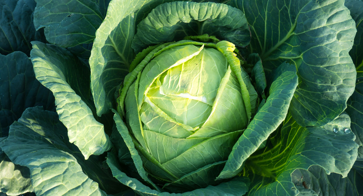 Dan Cristian Pădureț  / unsplash.com