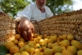 Непогода в Украине уничтожила персики и абрикосы: что будет с ценами