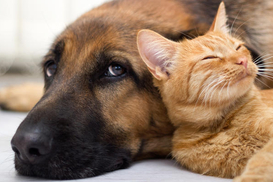 В Украине утвердили единые правила перевозки животных в автобусах: детали