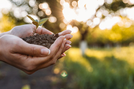 Цена гектара взлетела на 60%: где в Украине самая дорогая земля