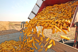 Готуємо кукурудзу вдома: у скільки обійдеться варіння на електроплиті