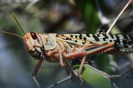 500 тыс грн на борьбу с саранчой: Запорожье готовится к нашествию насекомых