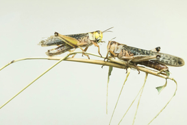 Нашествие саранчи: какой регион может стать следующим